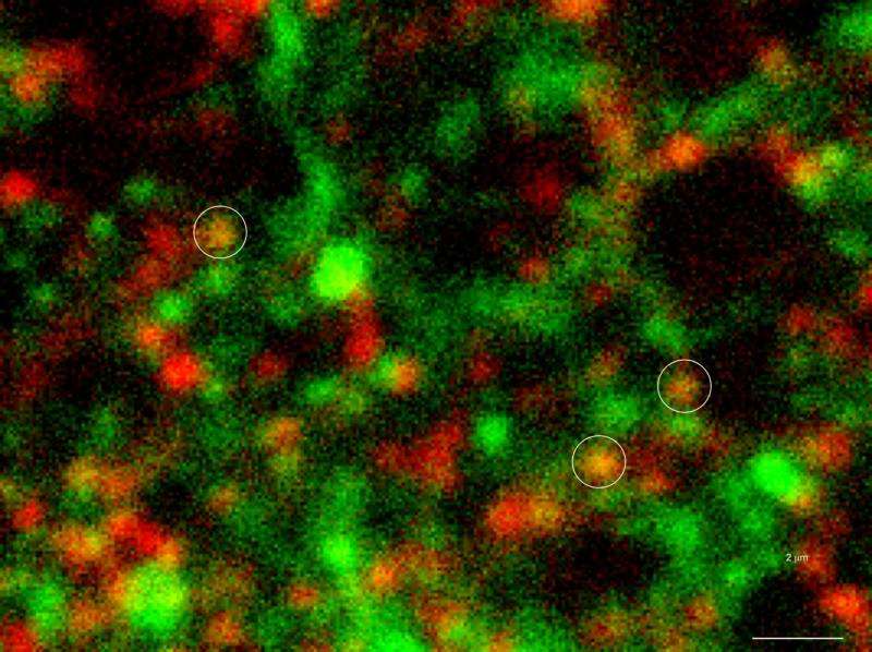 Study finds only a small portion of synapses may be active during neurotransmission