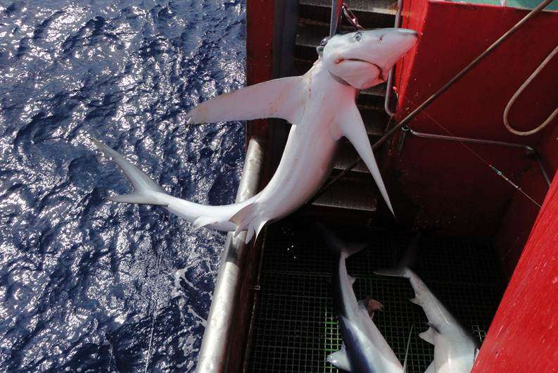 Study finds shark hotspots overlap with commercial fishing locations