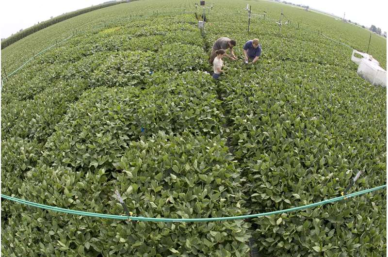 Study: Future drought will offset benefits of higher CO2 on soybean yields