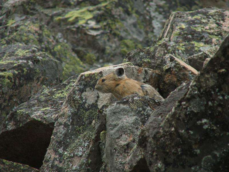 Study: Future for charismatic pika not as daunting as once feared
