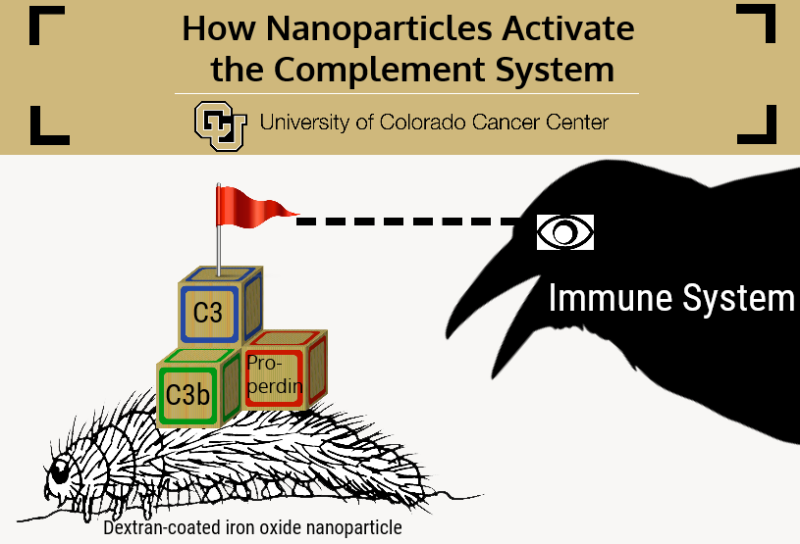 Study: How to keep nanoparticle caterpillars safe from the crows of the immune system