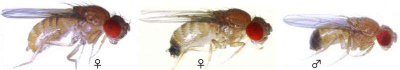 Study illuminates war between the sexes: Fruit fly edition