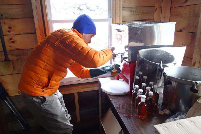 Studying climate change impact on maple syrup quality