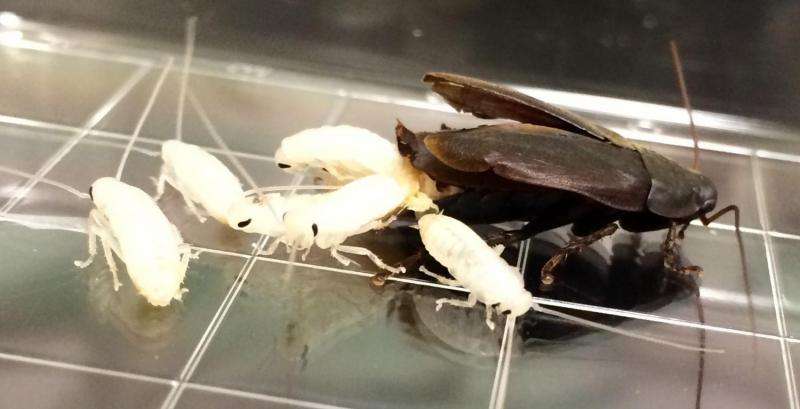 Study of a pregnant cockroach paves a new direction in genetics research