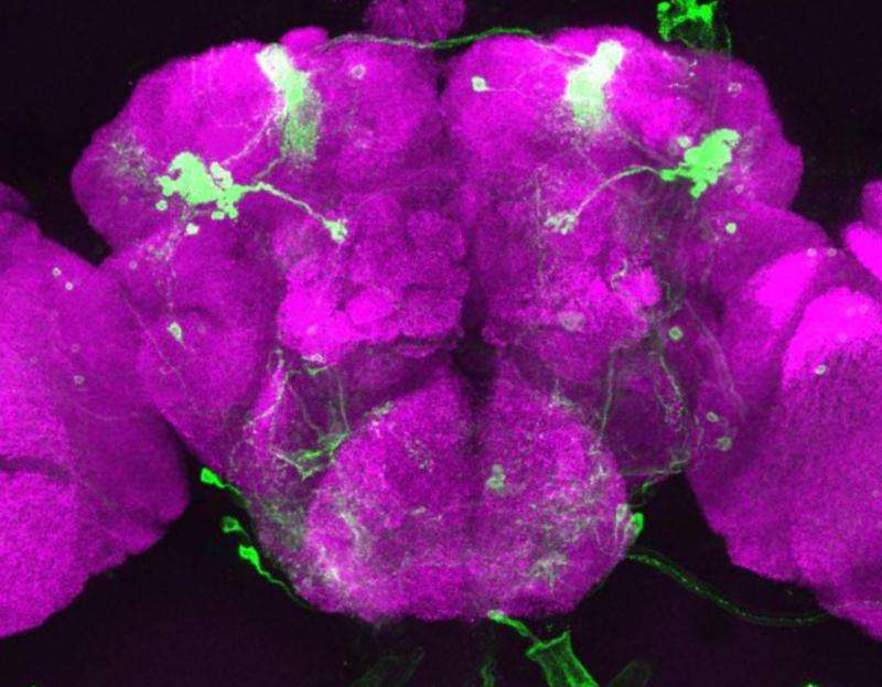 Study of individual neurons in flies reveals memory-related changes in gene activity