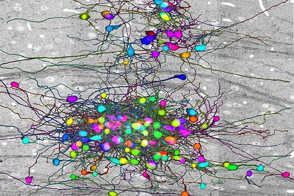 Study provides up-close insight on connections between retina and thalamus