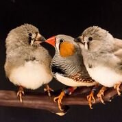 Study reveals how birds learn through imitation