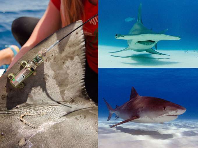 Study says marine protected areas can benefit large sharks