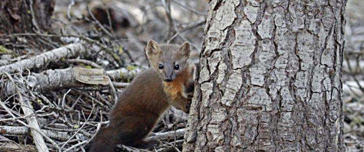 Study shows forest thinning changes movement patterns, habitat use by martens
