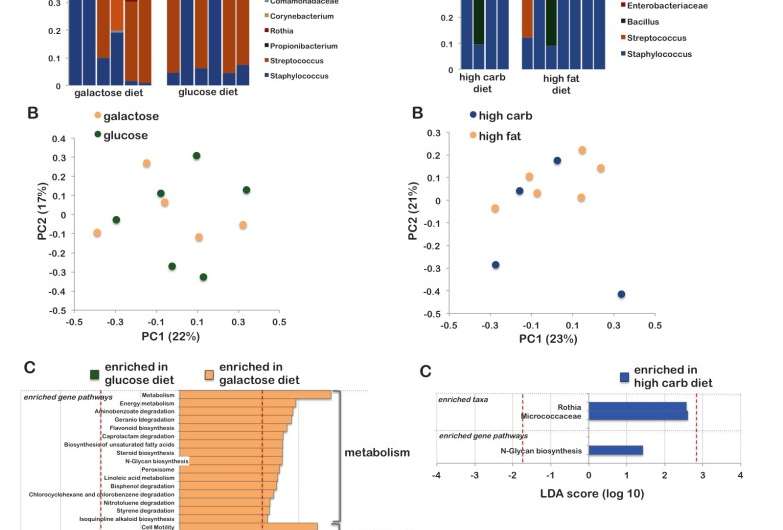 Study shows maternal diet alters the breast milk microbiome and microbial gene content
