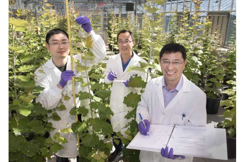 Study shows trees with altered lignin are better for biofuels