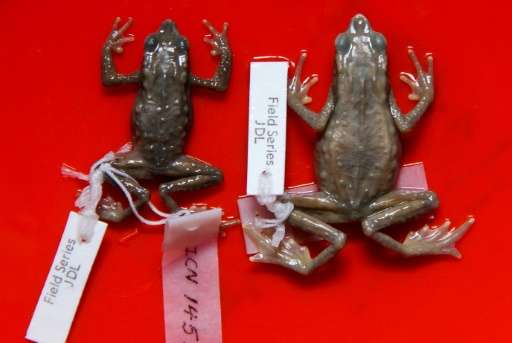 Stuffed &quot;Atelopus Farci&quot; frogs, named after the Farc guerilla fighters, at the National University of Colombia, in Bog