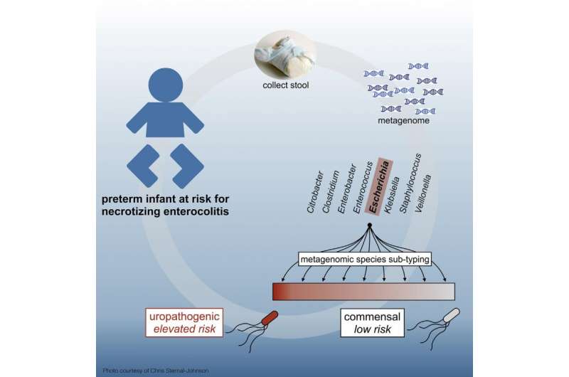 Subset of E. coli bacteria linked to deadly disease in pre-term infants