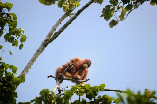 Sumatran Orangutans, like this one picture in Aceh province in May 2016, are critically endangered according to the Internationa
