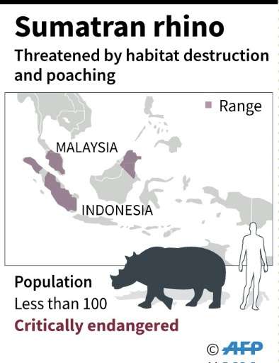 Sumatran rhinos have very long pregnancies that last about 16 months