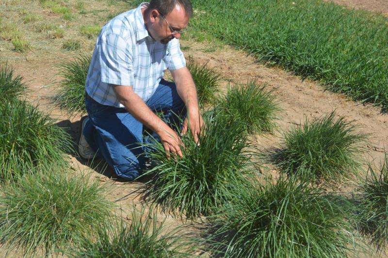 Summer-dormant, cool-season grasses good option for perennial pastures