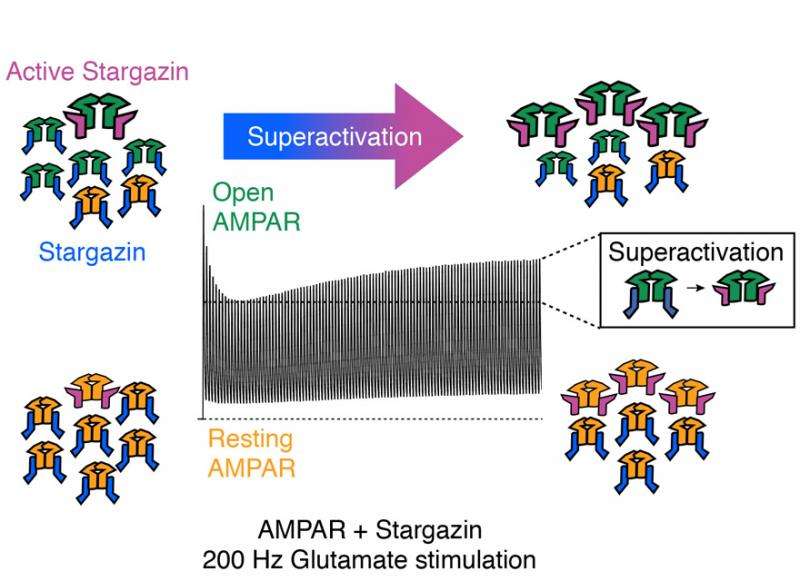 Superactivation at synapses?