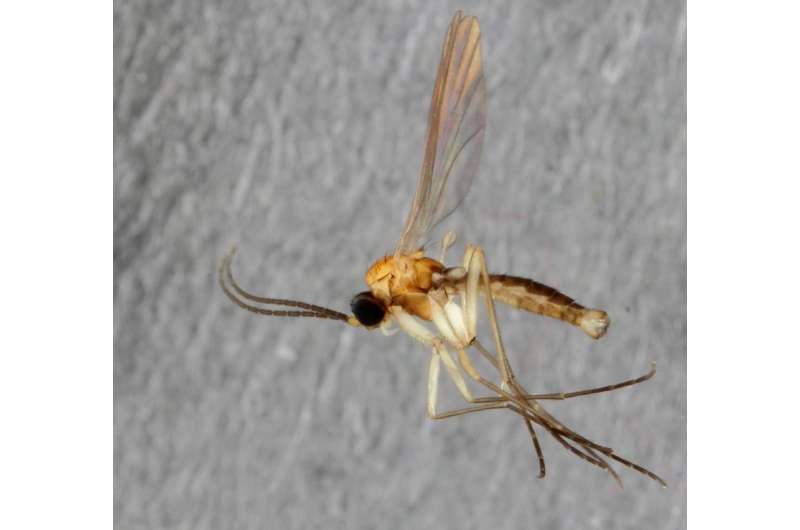Surprising exotic flies in the backyard: New gnat species from Museum Koenig's garden