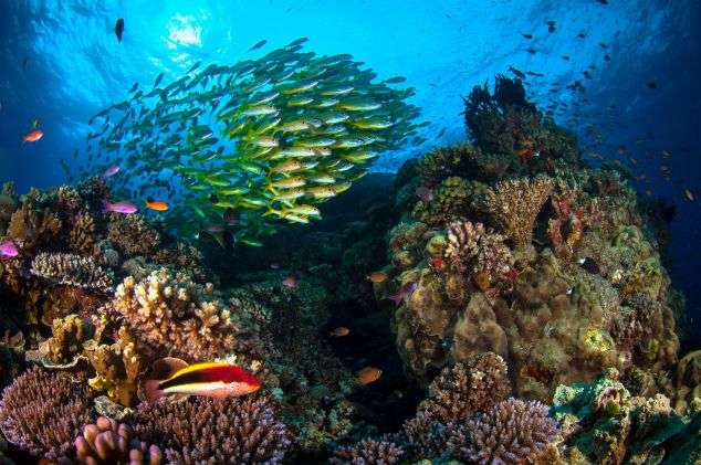 Survey shows Aussies' love and concern for Great Barrier Reef