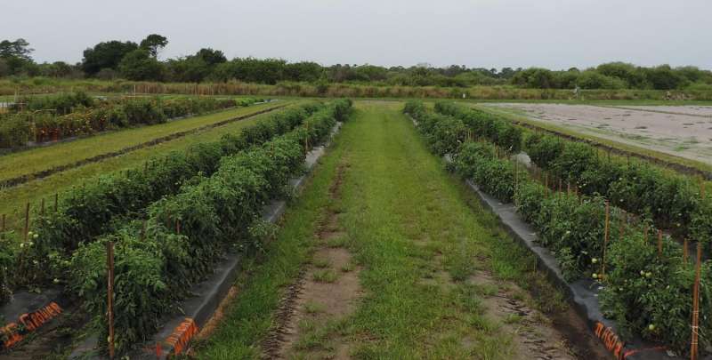 Sustainable alternative to methyl bromide for tomato production