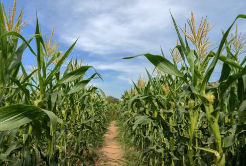 Sustainable silage maize farming requires earlier varieties