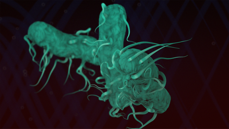 Switched-on Salmonella: Fluid forces guide disease traits of multidrug-resistant bacteria