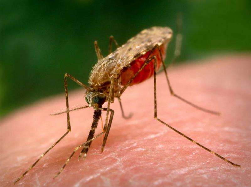 Synthetic rice odour blend lures gravid malaria mosquitoes