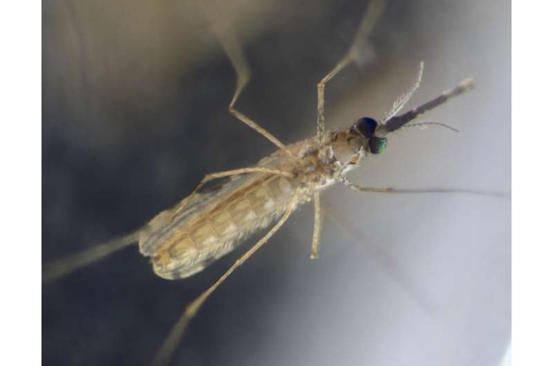 Take advantage of evolution in malaria fight, scientists say