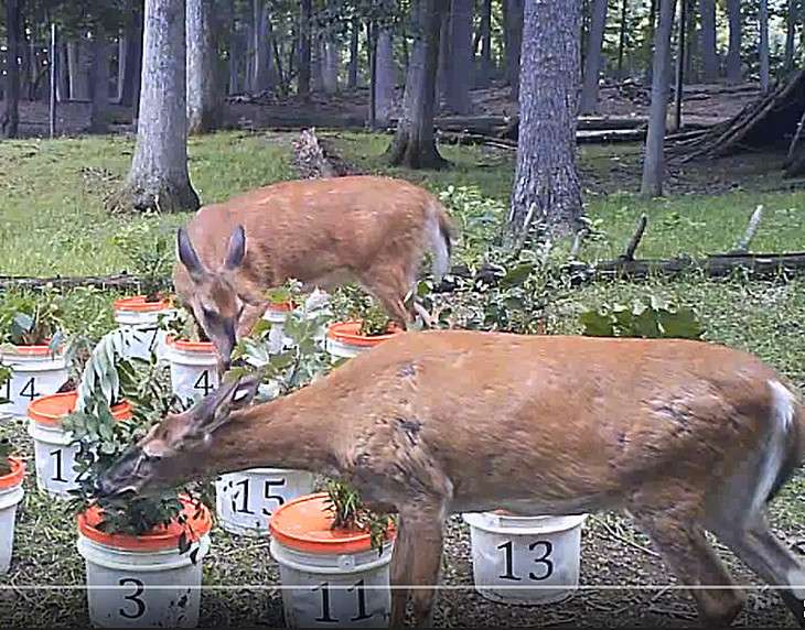 Taste test? Deer preferences seem to help non-native invasive plants spread
