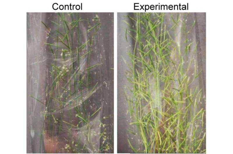 Team discovers a new plant growth technology that may alleviate climate change and food shortage