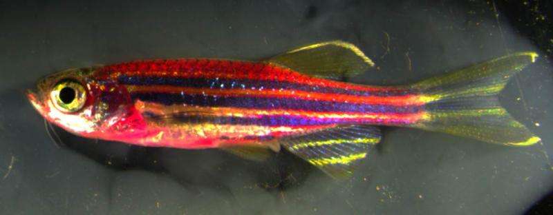 Technicolor zebrafish reveal how skin heals