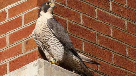 Technology helps to track the peregrinations of peregrines