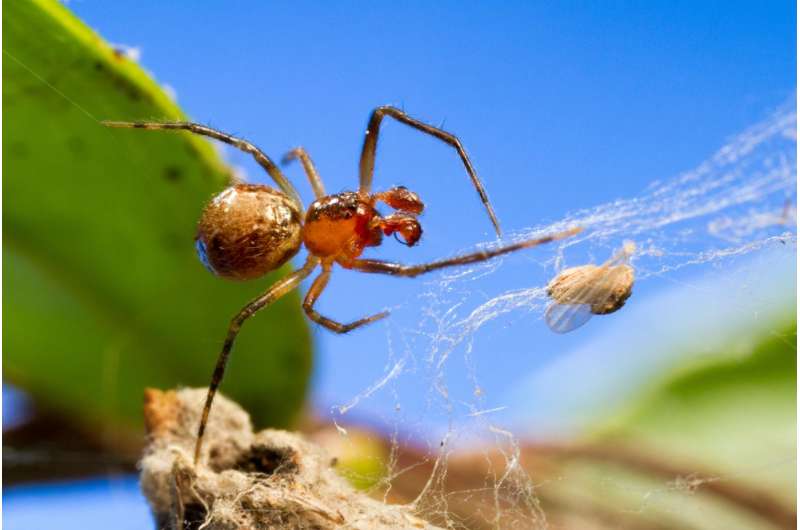 Temperature helps drive the emergence of different personalities in spiders