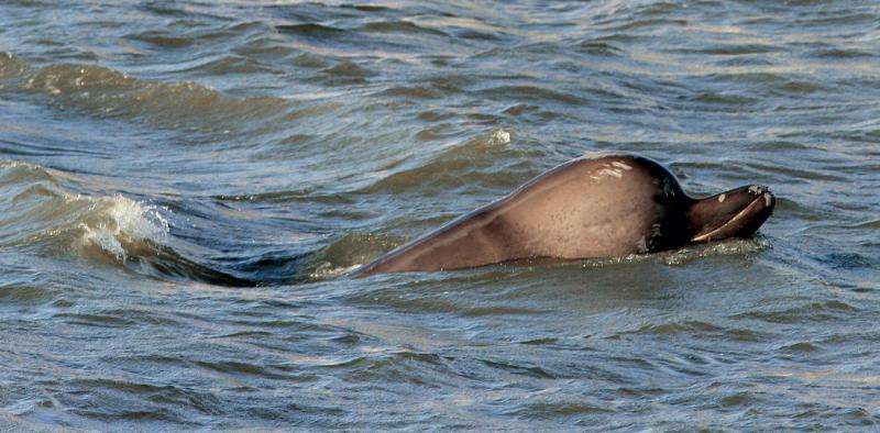 Ten years after the Thames whale, how are Britain’s sea mammals faring?