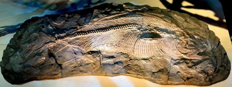Texas fish of dinosaur era, at Perot Museum of Nature and Science, found to be new species