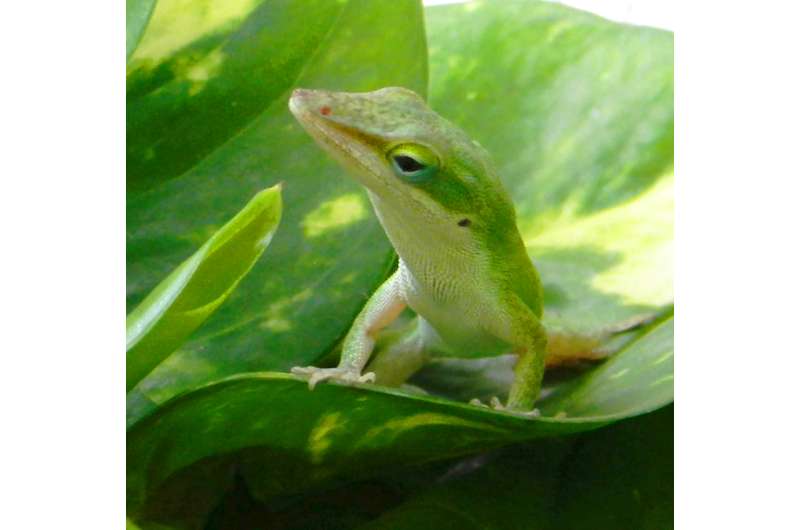 TGen-ASU researchers find tiny genetic switches in lizard tail regeneration