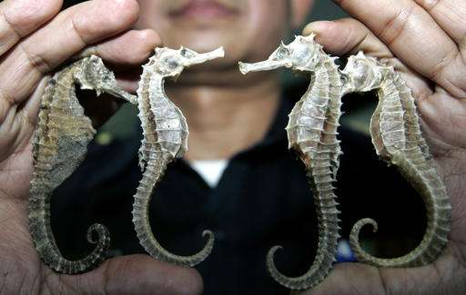 Thailand suspends seahorse trade amid conservation concerns