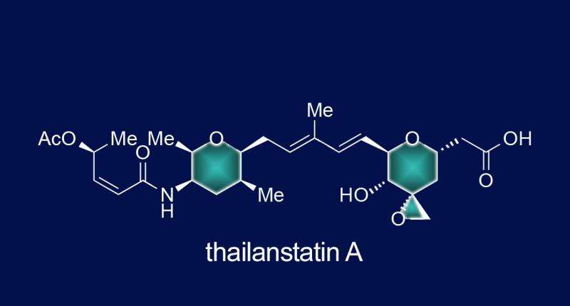 Thailanstatin A disrupts cancer by inhibiting DNA-editing machinery 