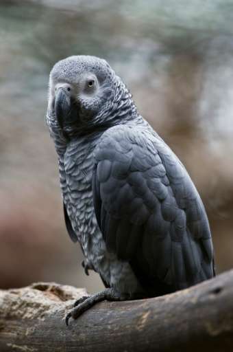 The African grey parrot will now have &quot;the highest level of protection&quot;
