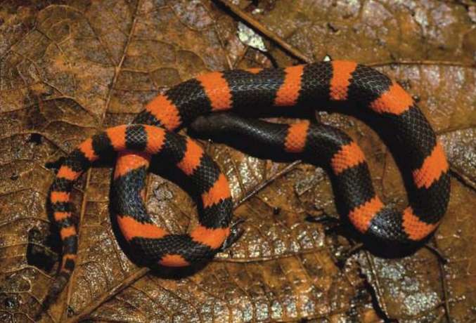 The Aztec treasure unearthed: New earth snake species discovered in Mexico