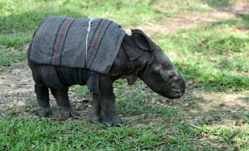 The baby rhino will be released into the wild in 2019