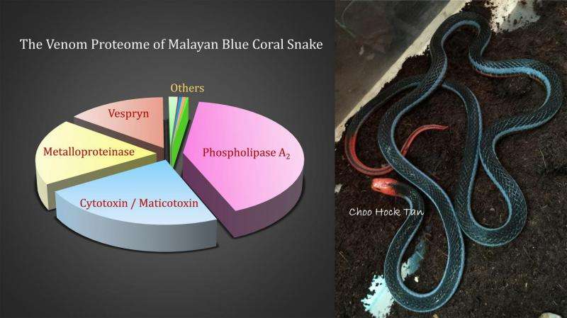 The Blue Coral Snake, Calliophis bivirgata: A mysterious Beauty Armed with Exotic Toxins