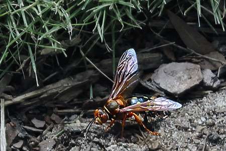 The buzz on cicada killers