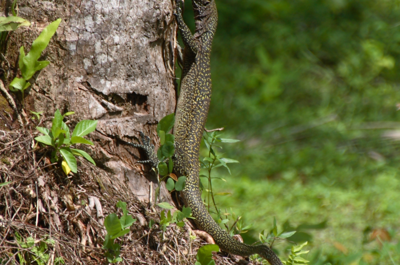 The castaway: New monitor lizard fills top-order predator role on remote Pacific island