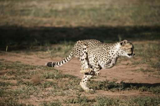 The Cheetah Conservation Fund in Otjiwarongo, Namibia, founded by Laurie Marker in 1990, is dedicated to saving the cheetah in t