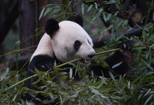 The cornerstones of the Chinese effort to bring back its pandas have included an intense effort to replant bamboo forests, which