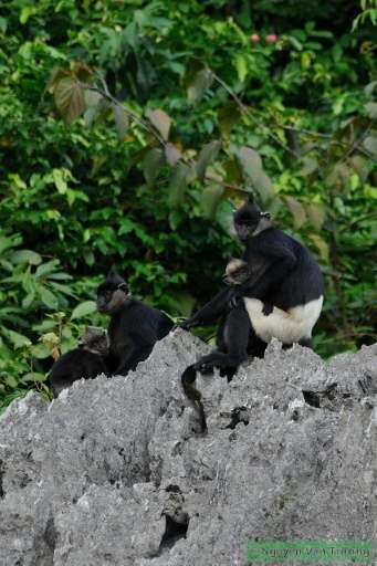 The Delacour's langur, black and white with a full face of whiskers, is indigenous to Vietnam, but their numbers have dwindled i
