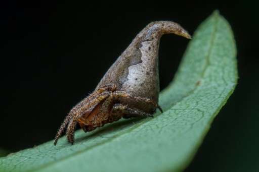 The Eriovixia Gryffindori spider was discovered in the Western Ghats mountain range of south-west India