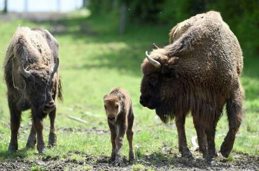 The European bison, the continent's largest wild land mammal, once roamed across most of the continent but it was severely hunte