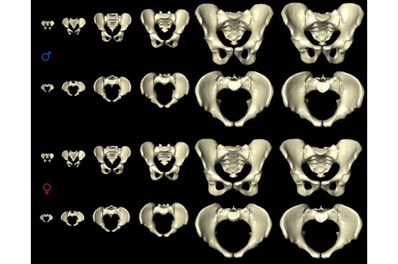 The female pelvis adjusts for childbearing years